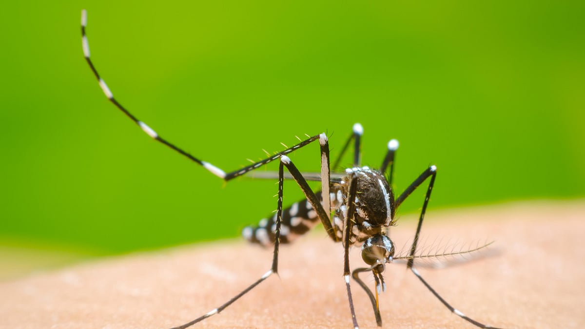 Dengue cases reach 156 in Bhopal, Health Department steps up prevention drive