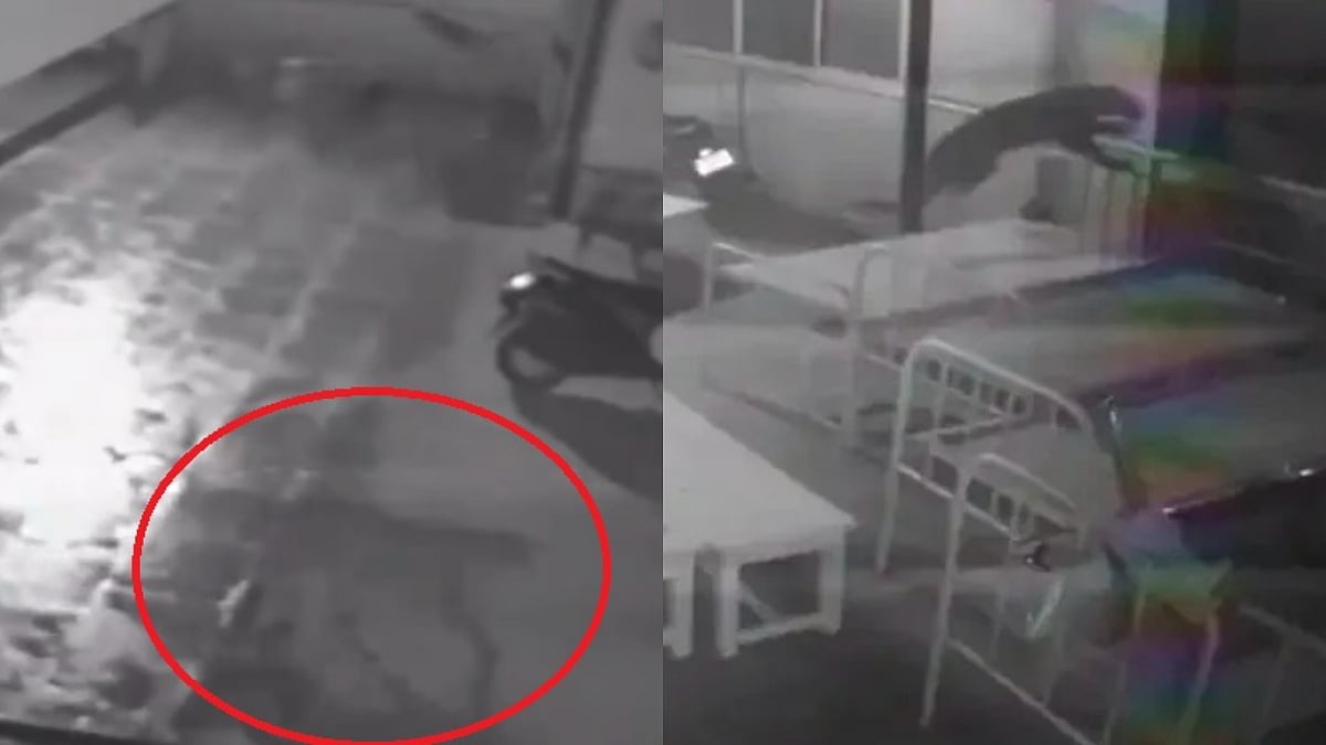 Leopard Spotted In Basement Of Private Hospital | X