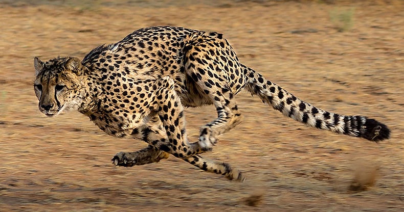 Female Cheetah To Be Shifted From Kuno To MP's Gandhi Sagar Sanctuary Shortly | FP Photo