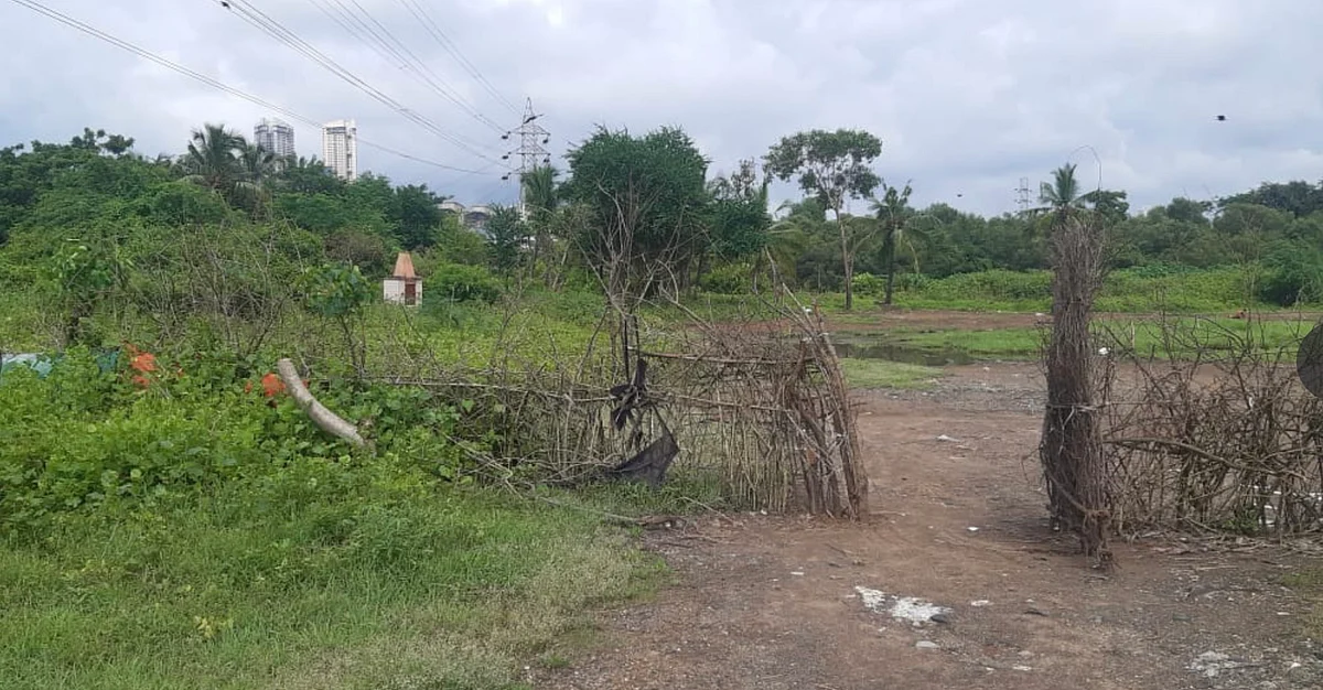 500 mangrove trees were allegedly cut down overnight near 90 ft Road, Malwani, adjacent to the Tata Power House