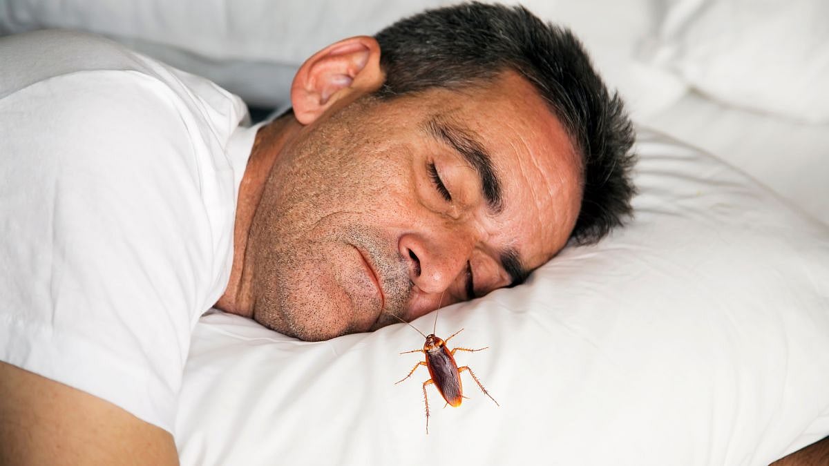 China: Cockroach Crawls Into Man's Nose While He Was Sleeping, Here's ...