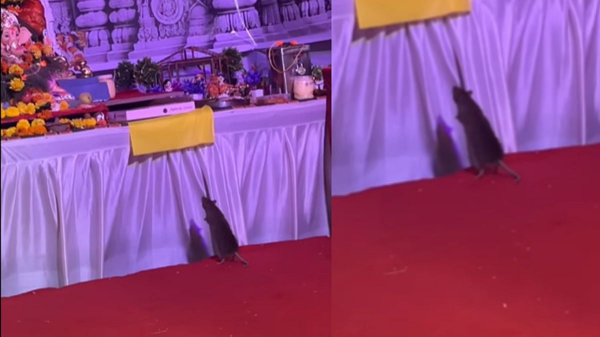 Rat Prays To Ganpati Bappa In Mira-Bhayander Pandal | Instagram/Sai Samarpan Cha Raja