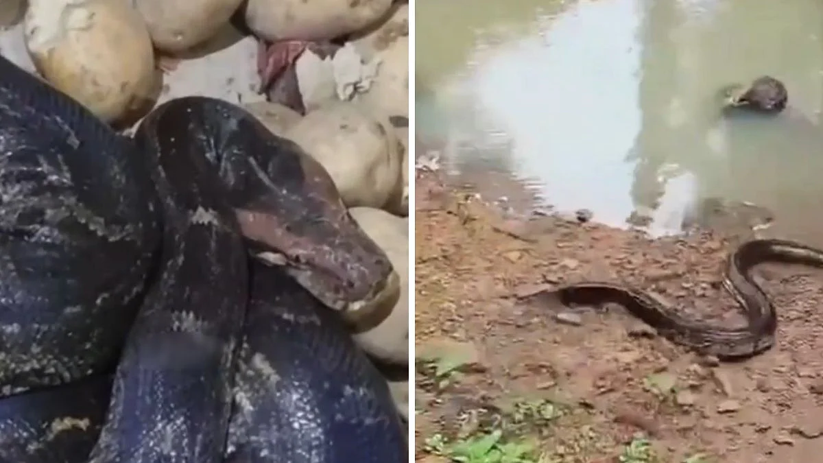 Video: 8-Ft-Long Python Found At Hotel In Maharashtra's Chandrapur; Later Released In Lohara Forest | Video screengrab