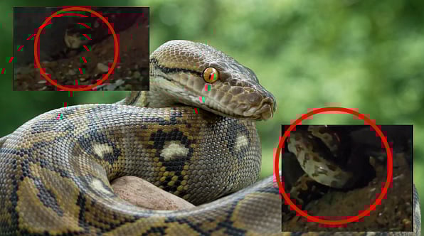 Python Spotted Near Delhi School |