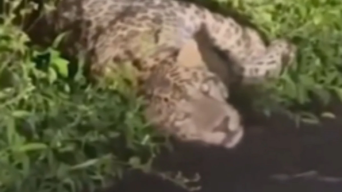 | A still from the leopard sighting video