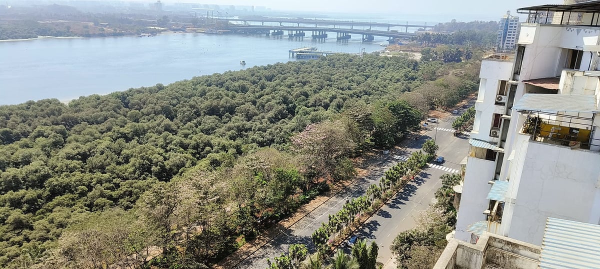 Over 4,000 Acres Of Mangroves In Maharashtra Encroached, Disturbing Ecological Balance: Environmentalists