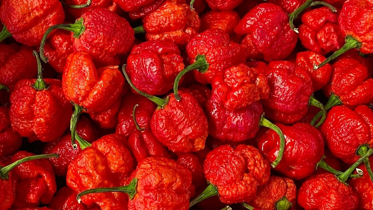 Chilli pepper