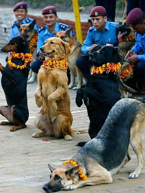 Service dogs worshipped during Kukur Puja