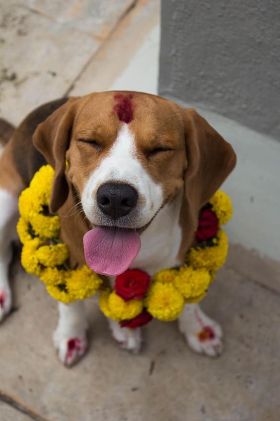 Kukur Tihar