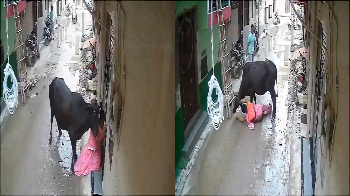 Delhi: Stray Bull Attacks Elderly After Pushing Her To Ground, Brave Woman Fights Back; Watch VIDEO