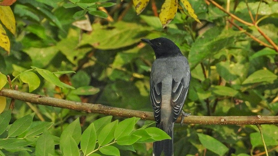 PHOTOS: Vetal Tekdi Hosts Week-Long Birding Marathon to Document Winter Migratory Birds and Promote Conservation