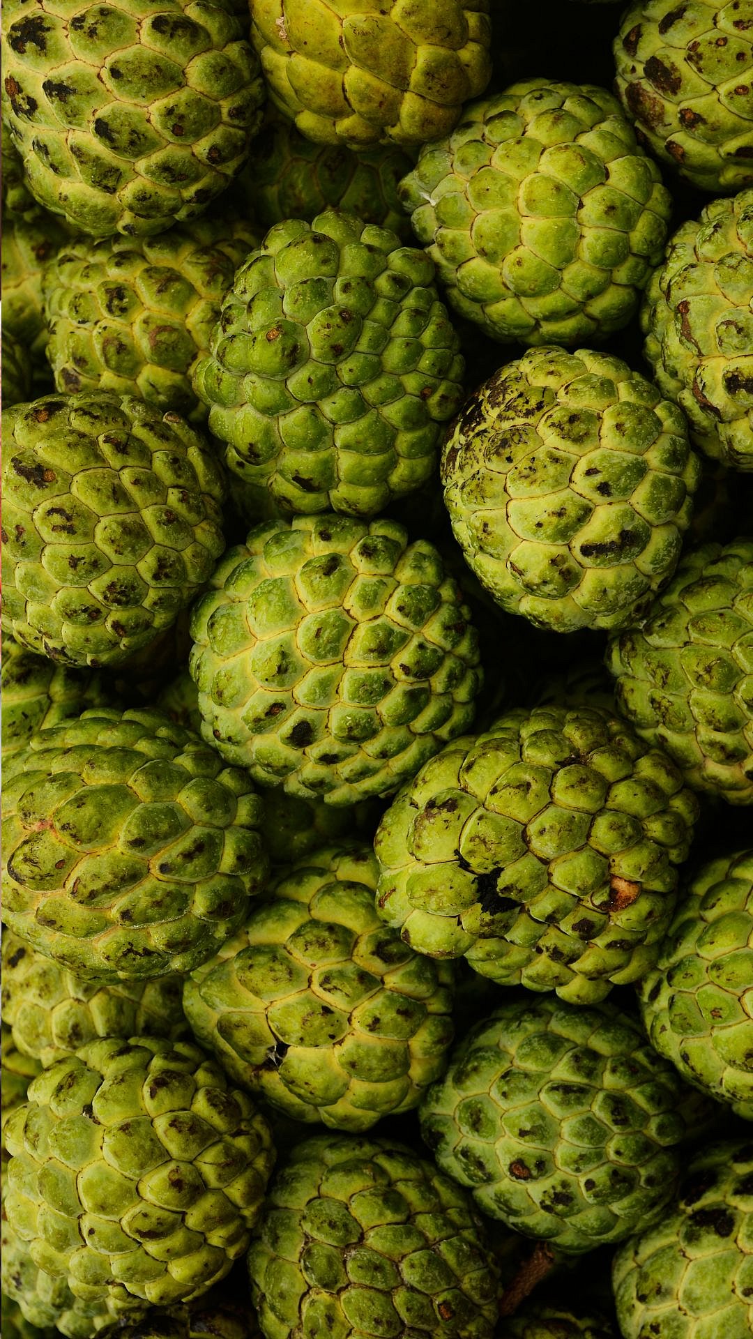7 Health Benefits Of Custard Apple (Sitaphal)