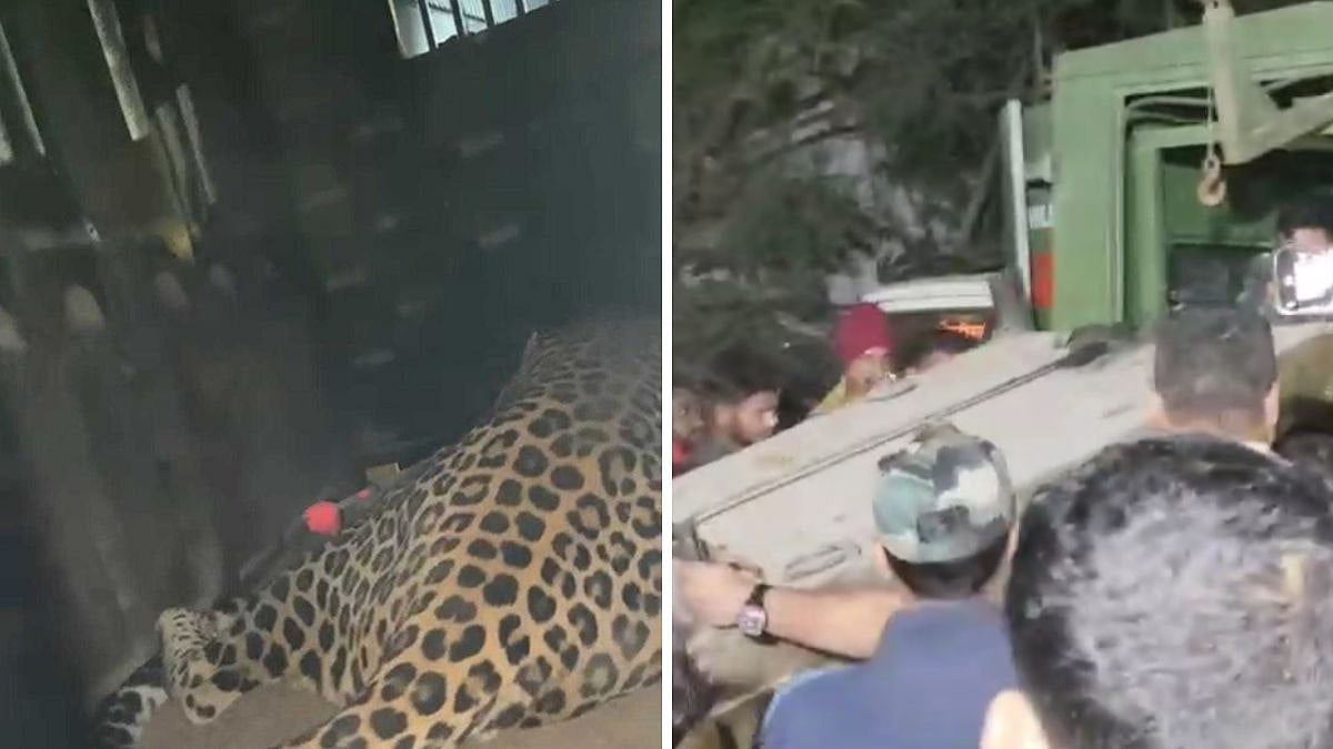 Thane: Leopard Falls Into Gutter In Bhiwandi's Padgha, Rescued After 8 Hours; Visuals Surface