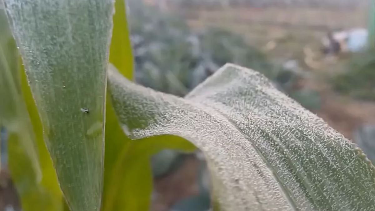 A thin layer of frost forms on leaves as mercury dips in Mayurbhanj. | ANI