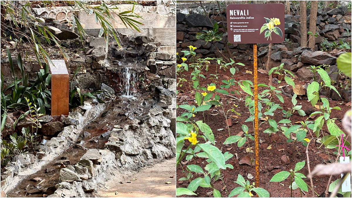 Mumbai: Malabar Hill’s Shantivan Transforms Into ‘The Nest’, First Urban Forest In City’s Green Corridor Project