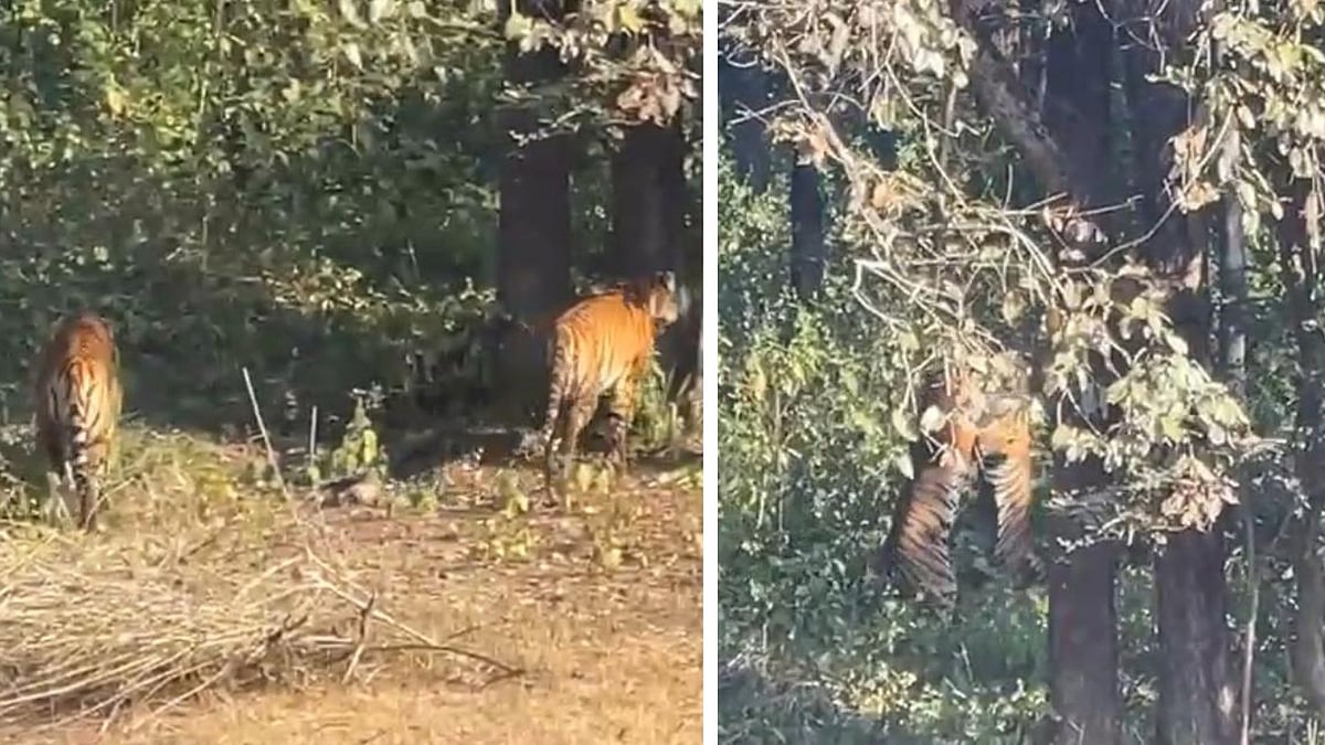 VIDEO: Kanha Reserve Tourists Capture Rare Ferocious Tiger Fight On Camera; Wildlife Experts Call It A Clash For Supremacy 
