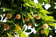 The Hidden Beauties 9 Indian Trees We Often Overlook In Our Gardens