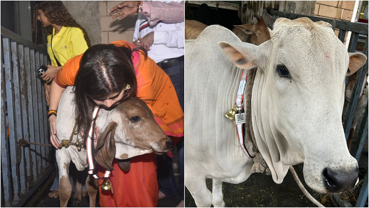Former MP Poonam Mahajan inaugurates Gau Raksha Kavach, a QR code-based initiative by Ridlan AI Foundation to protect cows and ensure their health | File Photo