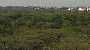 Bundelkhand's Chhatarpur District Lost Over 12K Hectares Of Forest To Encroachment: Indian Forest Survey