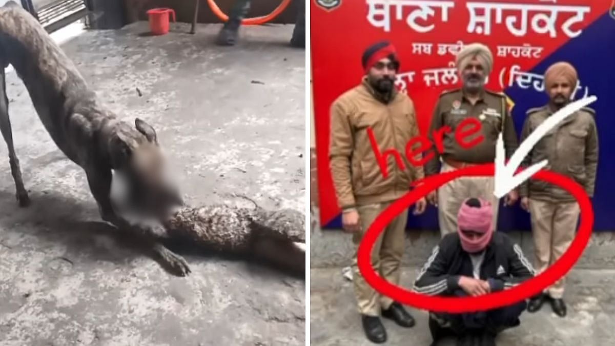 Jalandhar: Monster Man Gets Cats Tied & Killed By Dogs For Reels, Arrested After Shocking Videos Go Viral