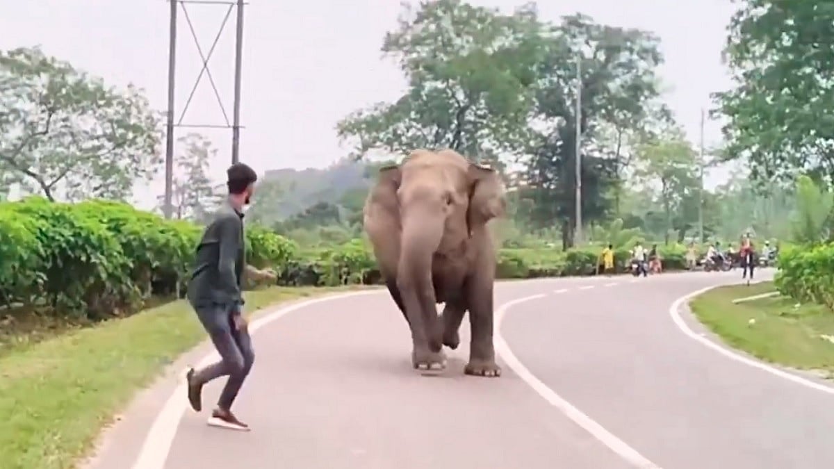 VIDEO: Youth Irritates Wild Elephants For Fun, Gets Chased By Animal; IFS Officer Highlights Consequences
