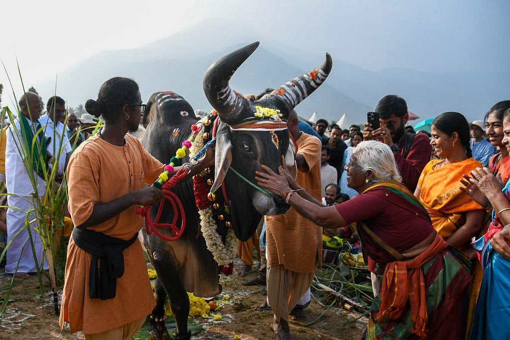 Mattu Pongal 2025: Know All About The Tamil Festivity That Decorates & Honours Cattles