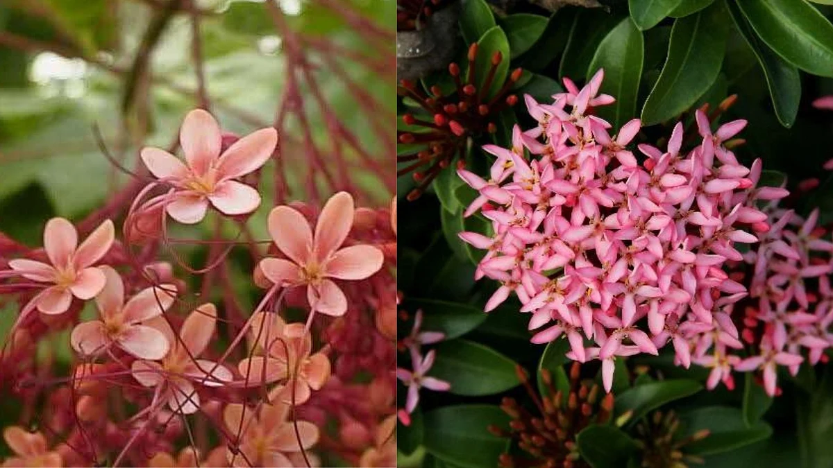 Pagoda Flower/NParks/Ixora ‘Dwarf Pink’/NParks