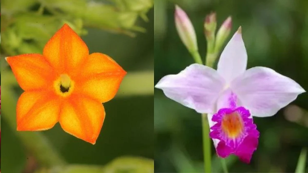 Adap-Adap flower/NParks Bamboo Orchid flower/NParks