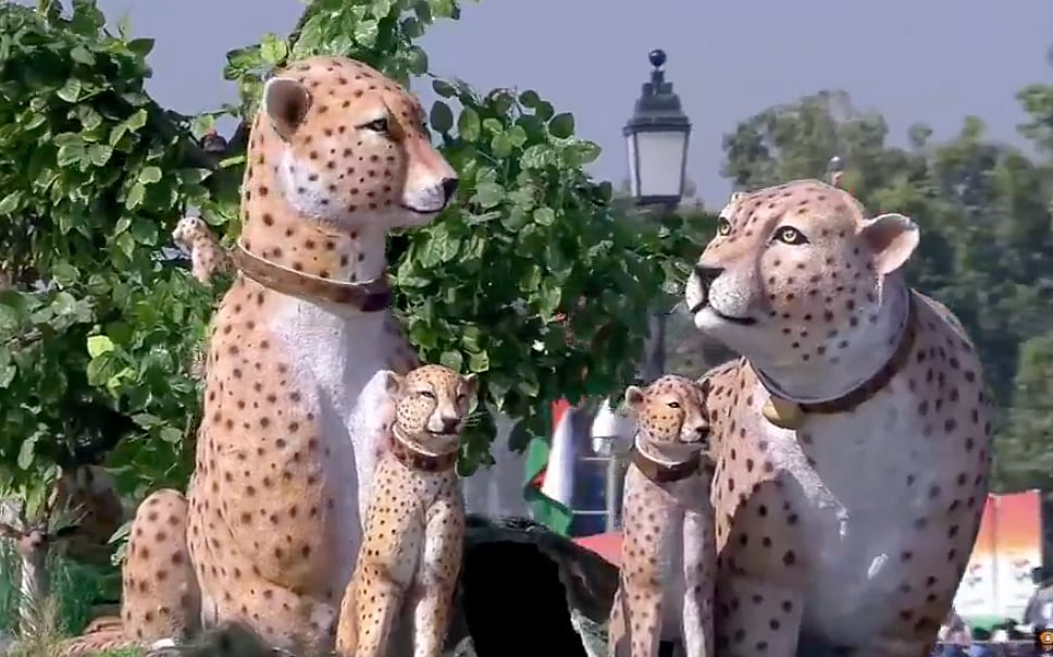 India's 76th Republic Day: Madhya Pradesh's Tableau On Cheetah Reintroduction Project’ Wins Hearts On Kartavya Path (WATCH) | FP Photo