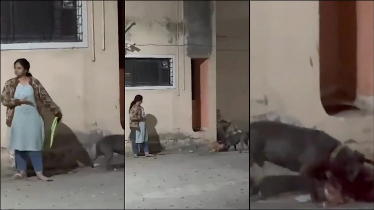 VIDEO: Woman Removes Leash of Pitbull in Aurangabad, Dog Attacks Community Stray; FIR Lodged
