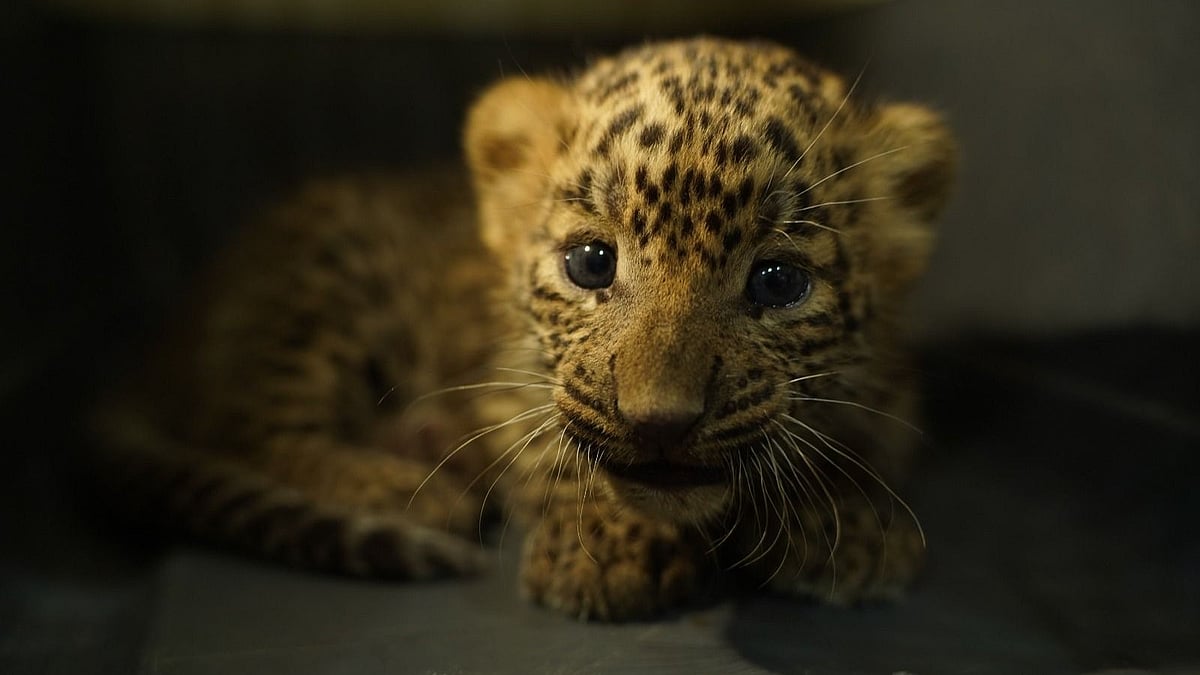 MP News: Cheetah Veera's 10-Month Old Cub Found Dead | Representative Image