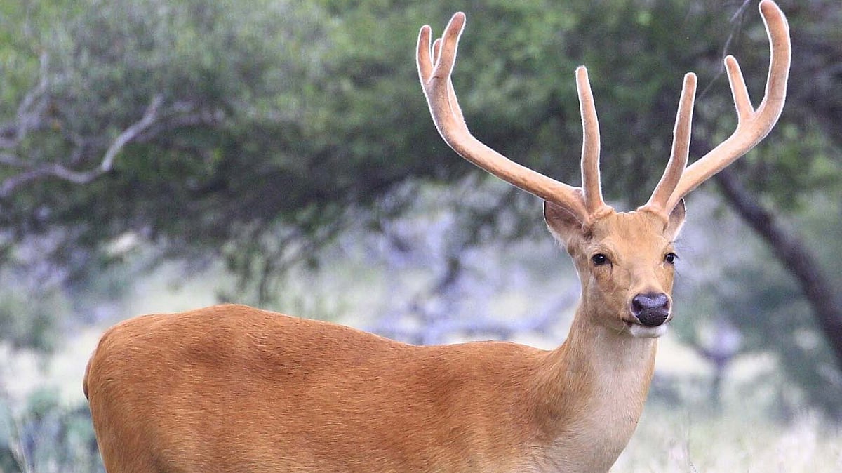 MP News: Swamp Deer Killed, Couple Injured After Animal Collides With Scooter