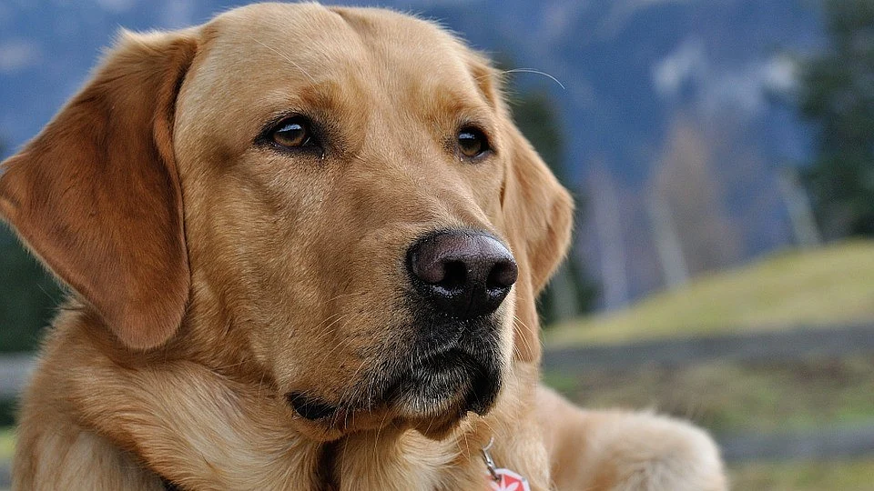 Navi Mumbai News: After Flak From Animal Activists, NMMC Says Society NOC Not Mandatory For Dog License
