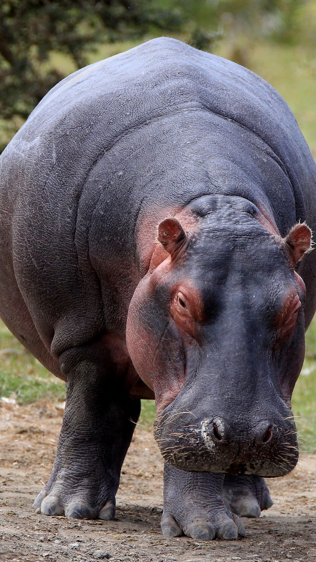 World Hippo Day: Here's To Know Some Of The Interesting Facts About One Of The Vulnerable Species On...