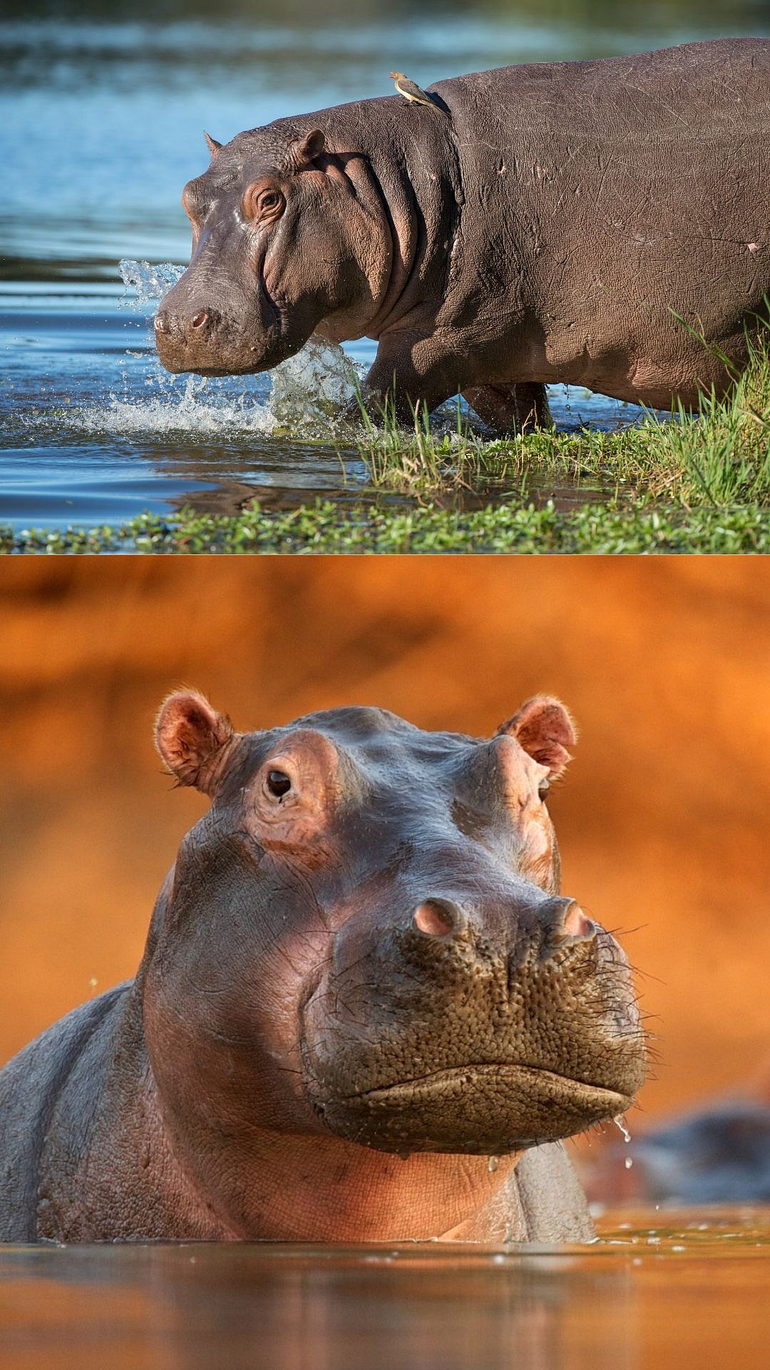 World Hippo Day: Here's To Know Some Of The Interesting Facts About One Of The Vulnerable Species On...
