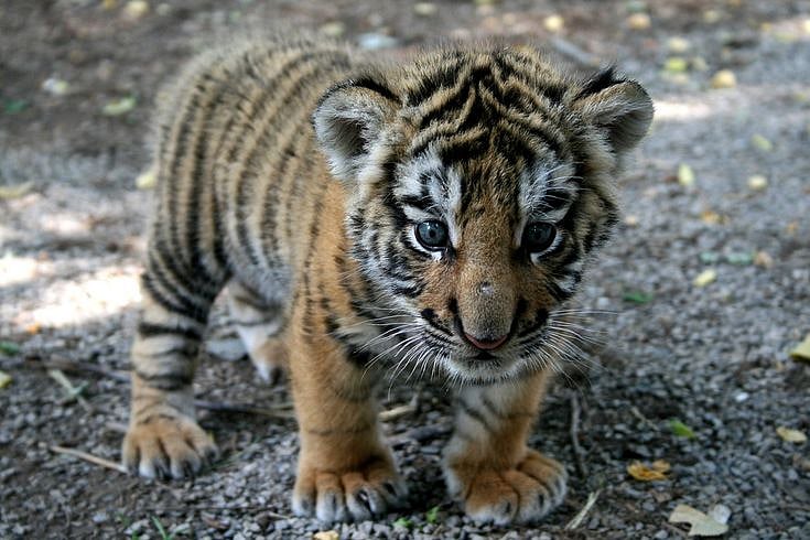BABY BOOM: Indore Zoo Welcomes 3 Tiger, Two Lion Cubs Among 9 Newborns; Tiger & Lion Count Reaches 11 Each