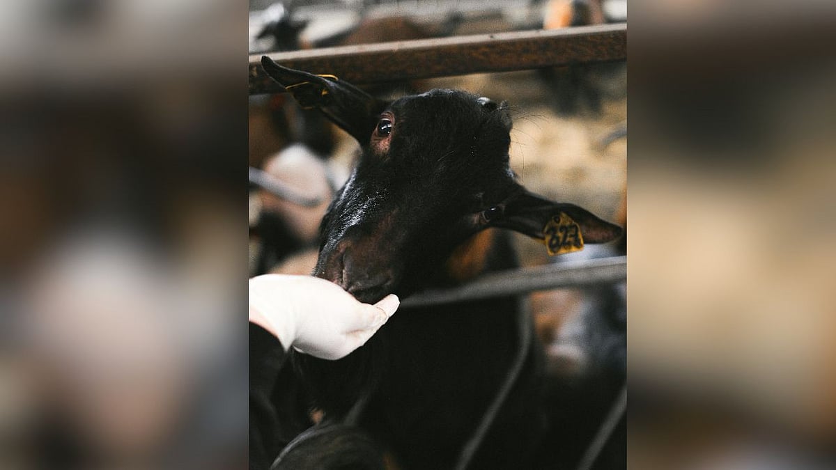 The service aims to provide on-site medical assistance to injured animals, especially cattle, in Delhi. | Image used for representation purpose only (Pexels)