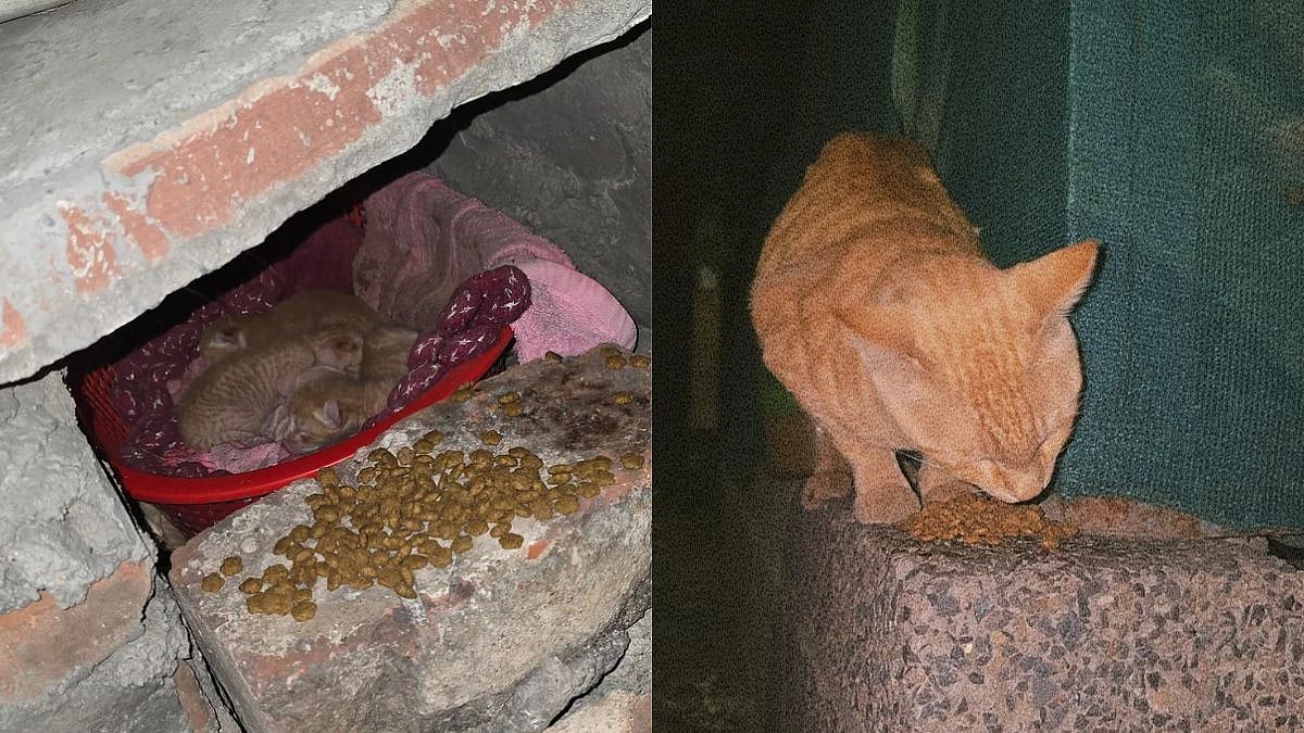 Delhi Resident's Typo Turning 'Cats' Into 'Cars' Leaves Netizens In Splits; Viral Post Is Something You Can't Skip On Internet Today