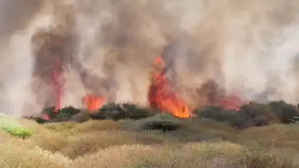 Gujarat: Massive Fire Breaks Out In Porbandar’s Acacia Forest Near Birla School, Residents Evacuated; VIDEO