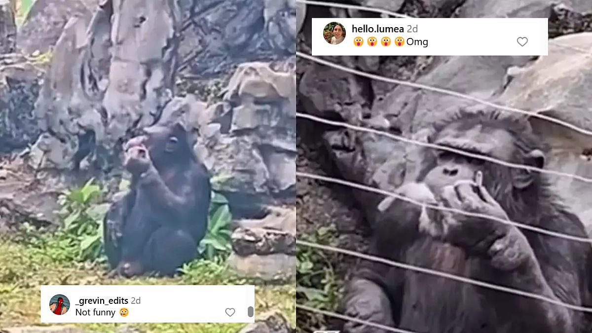 Zoo Chimpanzee Sparks Heated Debate After Video Of It Smoking Goes Viral