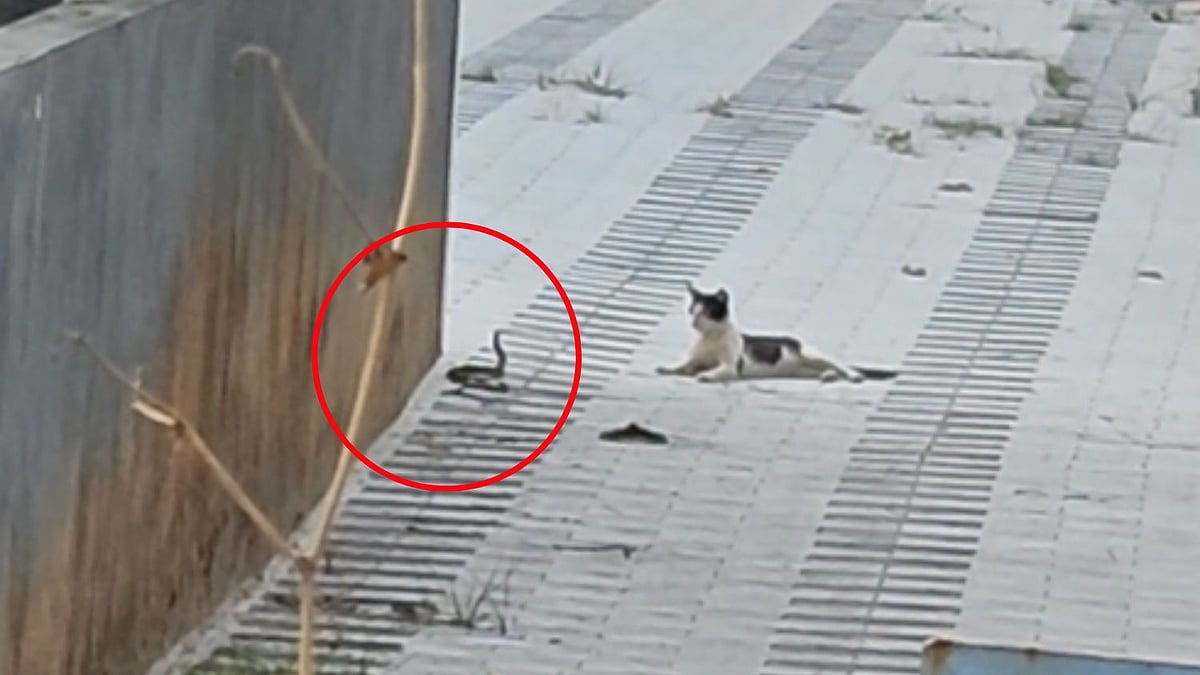 Cat And Snake's Fierce Fight Ends In Unexpected Way; Video Goes Viral | R/Kerala