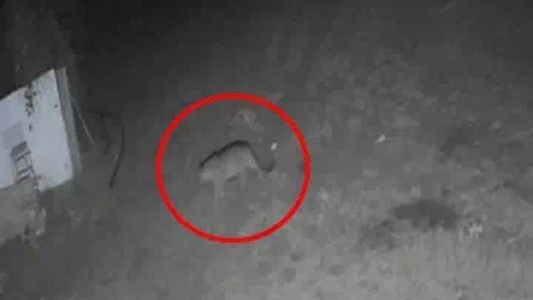 Indore: Leopard Spotted In Township Near Manglia-Rau Bypass