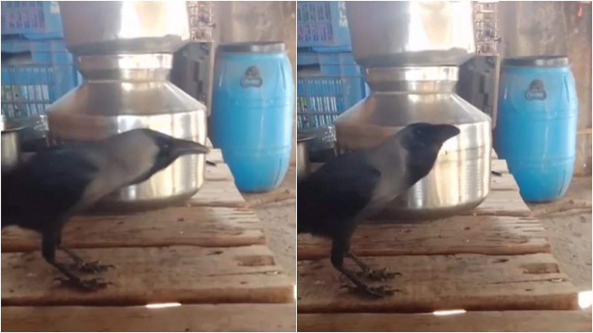Palghar Crow Stuns Internet by Mimicking Human Speech! | Instagram