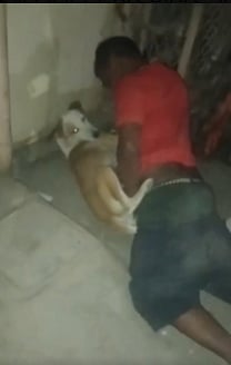 Man Raping Dog