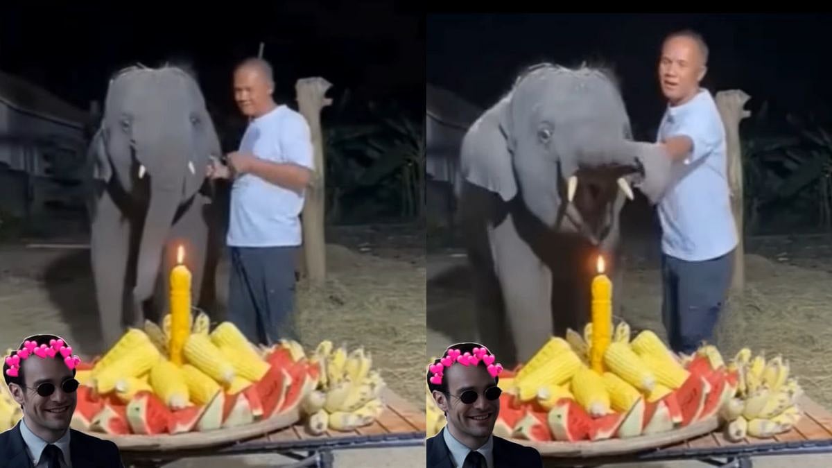 Birthday elephant viral video | Instagram@theindiansarcasm