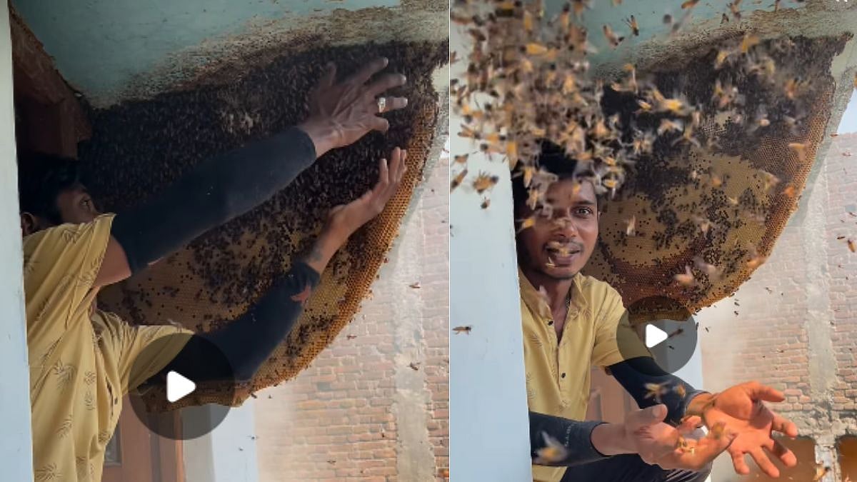 'If Maut Se Khelna Had A Face': Man Stuns Netizens By Grabbing Beehive With Bare Hands In Viral Video 