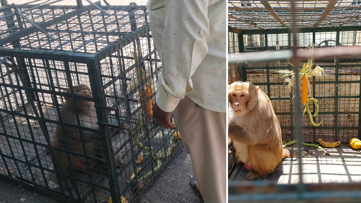 Indore Team Tackles Monkey Menace In Khargone Collectorate And DFO Residence | FP Photo