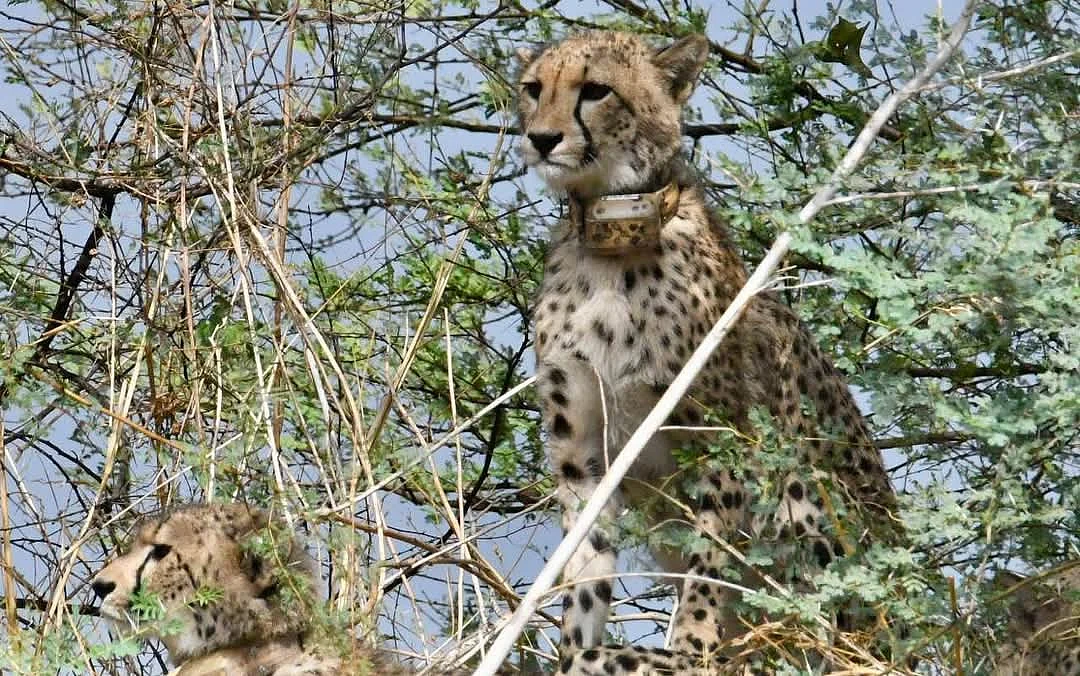 Homecoming! Cheetah Jwala Tranquilized And Safely Returned To MP’s Kuno National Park From Ranthambore Sanctuary | File Photo