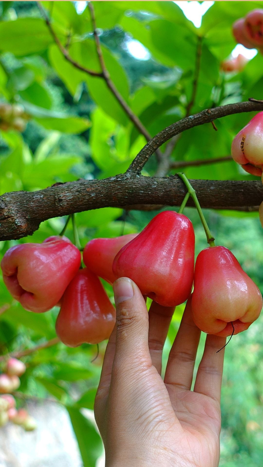 7 Benefits Of Eating Water Apple (Java Apple)