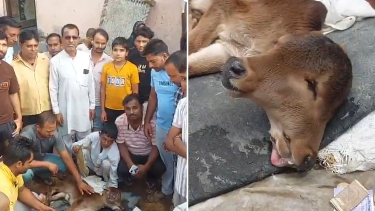 Two-Headed Calf Birth Draws Crowd in Uttar Pradesh, India